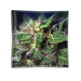 V Syndacate  POSACENERE in vetro ashtray portacenere