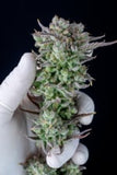 Ibridi Auto - STRAWBERRY BANANA - 420 Fast Buds seeds