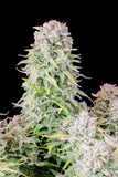 Indica Auto - AFGHAN KUSH - 420 Fast Buds seeds
