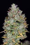 Ibridi Auto - GELATO - 420 Fast Buds seeds