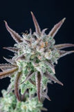Ibridi Auto - STRAWBERRY BANANA - 420 Fast Buds seeds