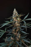 Indica Auto - NORTHERN LIGHT - 420 Fast Buds seeds