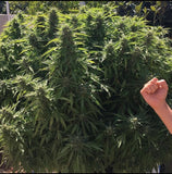 Indica male/female - TRUFFLE OG - Tricoma Gold Genetics