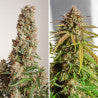 Sativa Femm auto ORANGE BUD Dutch Passion