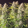 Sativa Femm auto ORANGE BUD Dutch Passion