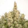 Sativa Femm auto ORANGE BUD Dutch Passion