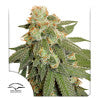 Sativa Femm auto ORANGE BUD Dutch Passion