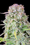 Indica Auto - AFGHAN KUSH - 420 Fast Buds seeds