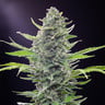 Sativa Femm auto CRITICAL Royal Queen Seeds