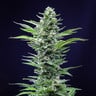Sativa Femm auto CRITICAL Royal Queen Seeds