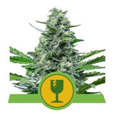 Sativa Femm auto CRITICAL Royal Queen Seeds