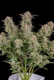 Ibridi Auto - BRUCE BANNER - 420 Fast Buds seeds