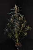 Indica Auto - NORTHERN LIGHT - 420 Fast Buds seeds