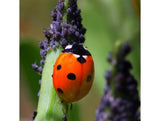 PrestoBIO Coccinelle anti-afidi (protezione piante alte + di 1,5 metri)