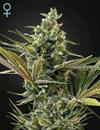 CBD Sativa Auto - SUPER LEMON HAZE - Green House Seed Co.