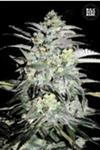 Indica Femm - MAZAR EXTRA - Paradise Seeds