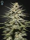 CBD Sativa Femm - SUPER LEMON HAZE - Green House Seed Co.
