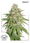 Ibridi Femm - GLUEBERRY OG - Dutch Passion