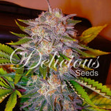 Indica Femm - CARAMELO - Delicious Seeds
