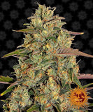 Sativa femm - AMNESIA LEMON - Barney's Farm