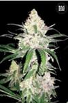 Sativa Femm SPECIAL LIME HAZE Bulk Seed Bank