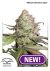 CBD Auto Sativa Femm - CHARLOTTE'S ANGEL - Dutch Passion