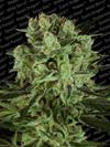 CBD Indica Femm - DURGA MATA II - Paradise Seeds