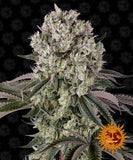 Indica Femm - GLOOKIES - Barney's Farm