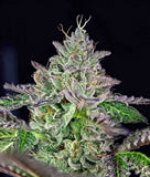 Ibridi femm - STRAWMELON limited edition - The Grateful Seeds