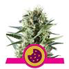 Indica Femm - ROYAL COOKIES - Royal Queen Seeds