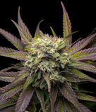 Indica femm - MELA VERDE original edition - The Grateful Seeds