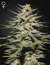 CBD Sativa Femm - SUPER LEMON HAZE - Green House Seed Co.