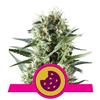 Indica Femm - ROYAL COOKIES - Royal Queen Seeds