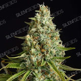 Sativa femm - AMNESIA LEMON - Silent Seeds