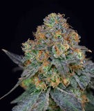 Indica femm - SHERBDOG limited edition - The Grateful Seeds