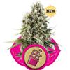 Sativa Femm CHOCOLATE HAZE Royal Queen Seeds