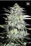 Indica Femm - MAZAR EXTRA - Paradise Seeds