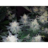 Indica Femm - CARAMELO - Delicious Seeds