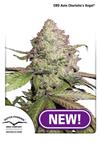 CBD Auto Sativa Femm - CHARLOTTE'S ANGEL - Dutch Passion