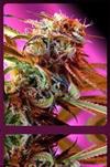 Sativa Femm WILD ROSE Sweet Seeds
