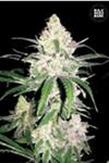 Sativa Femm SPECIAL LIME HAZE Bulk Seed Bank