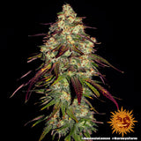 Sativa femm - AMNESIA LEMON - Barney's Farm