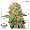Sativa Femm ORANGE BUD Dutch Passion