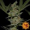 Sativa Femm - ACAPULCO GOLD - Barney's Farm