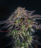 Indica femm - SAVAGE MINT limited edition - The Grateful Seeds