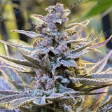 Indica femm - Cookielato - Silent Seeds