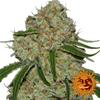 Ibridi Femm - PHANTOM OG - Barney's Farm