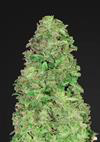 CBD Ibridi Auto Femm - AUTO 20:1 - 420 Fast Buds