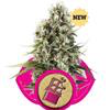 Sativa Femm CHOCOLATE HAZE Royal Queen Seeds