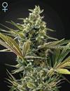 CBD Sativa Auto - SUPER LEMON HAZE - Green House Seed Co.
